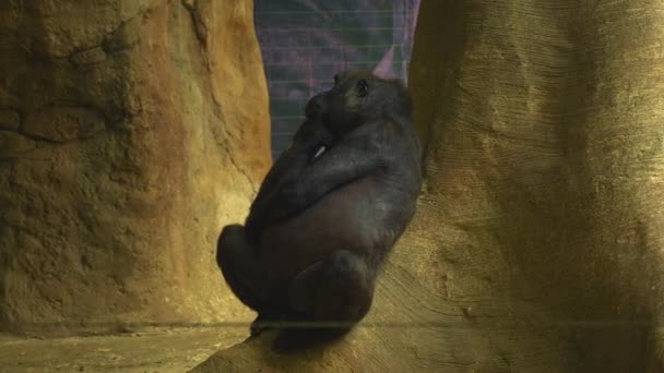 Černá Gorila Sedí Opřená Kamennou Zeď Zamyšleně Dívá Jiným Směrem — Stock video