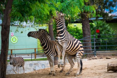 Zebra 'nın yeşil ağaçların arka planında dikilip ağaç yapraklarını yediği yakın plan. Yüksek kalite fotoğraf