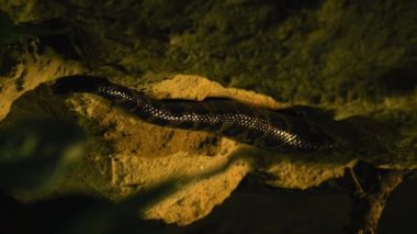 Dark Key 'deki Pythons Tail' in dikey videosu. Yılan Kayaların Üzerinde Sürünüyor. Yüksek kalite 4k görüntü