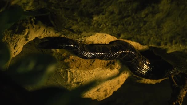 Вертикальное Видео Pythons Tail Dark Key Snake Crawls Rocks Высококачественные — стоковое видео