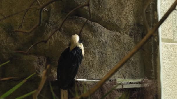 石の背景には白と黒の鳥が座る ヴィサヤン ホーンビル 高品質4K映像 — ストック動画