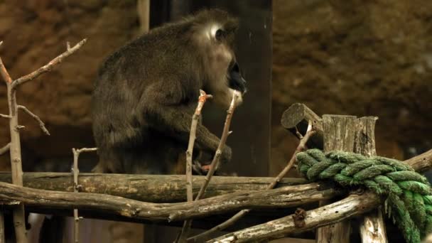 Drill Monkey Siedzi Drewnianym Pokładzie Rozgląda Się Wysokiej Jakości Materiał — Wideo stockowe