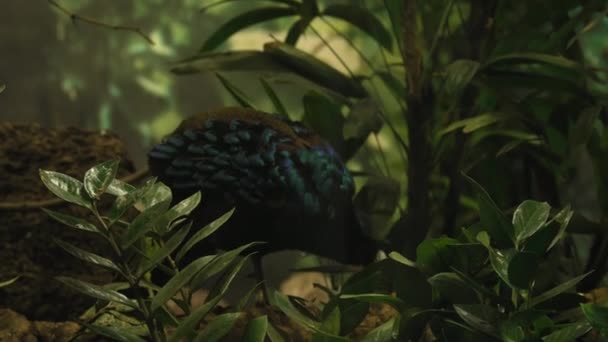 Крупный План Черно Синей Птицы Среди Зеленых Темном Ключе Высококачественные — стоковое видео
