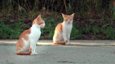 Yolda güneşlenen küçük Yunan Evsiz Beyaz Kedi Yavruları. Moraitika, Korfu. Alanın Sığ Derinliği. Yüksek kalite 4k görüntü