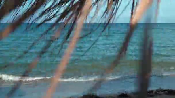 Paraguas Playa Hecho Hojas Palma Balancearse Viento Contra Telón Fondo — Vídeo de stock
