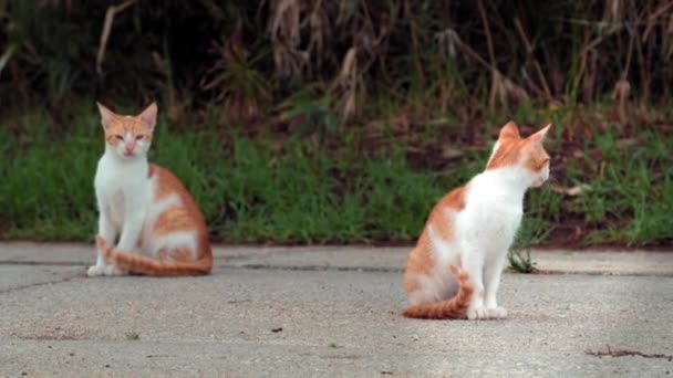 Small Greek Homeless White Red Kittens Basking Sun Road Moraitika — Stock Video