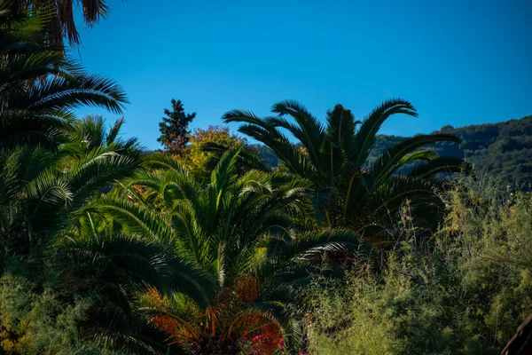 Palms Tops Background Other Trees Blue Sky Moraitika Corfu Greece — стоковое фото