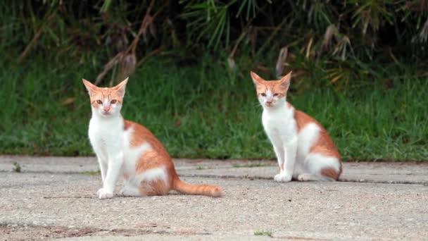 Małe Greckie Bezdomne Białe Czerwone Kocięta Pławiące Się Słońcu Drodze — Wideo stockowe