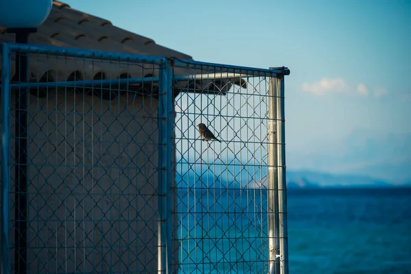 Brown Sparrow Sits Gray Metal Fence Background Blue Ionian Sea — Stockfoto