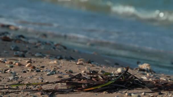 Närbild Fokus Pebble Beach Med Sjögräs Bakgrunden Out Focus Sea — Stockvideo