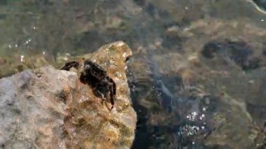 Close Up Shot of Crab Sits On Muddy Stones And Looks For Food. Waves Of Ionian Sea Wash Over The Stones Of Perama Bridge, Kerkyra, Corfu, Greece. High quality 4k footage