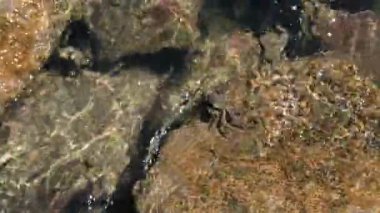 Yengeç çekimleri suyun altında çamurlu taşlara oturur ve yiyecek arar. Perama Köprüsü, Kerkyra, Korfu, Yunanistan 'da İyon Denizi Yıkama Dalgaları. Yüksek kalite 4k görüntü