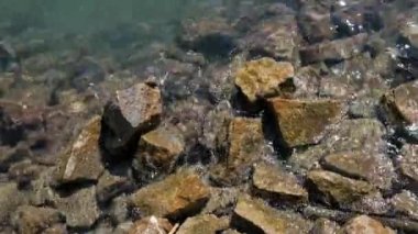 Çamurlu taşlara oturup yiyecek arayan üç yengeç. Perama Köprüsü, Kerkyra, Korfu, Yunanistan 'da İyon Denizi Yıkama Dalgaları. Yüksek kalite 4k görüntü