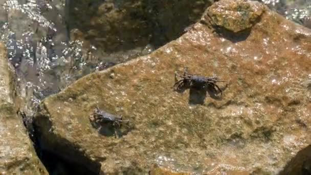 两只螃蟹在泥泞的石头上散步 寻找食物 希腊科孚Kerkyra市Perama桥石子上方的爱奥尼亚海洗浴波浪 高质量的4K镜头 — 图库视频影像