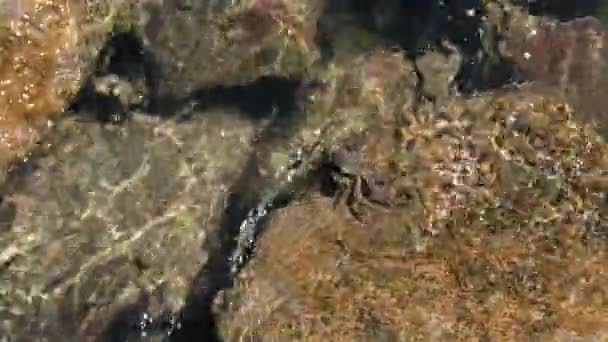 Close Shot Crab Sits Muddy Stones Water Looks Food Waves — Vídeo de stock