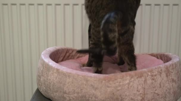 时间流逝带条纹东方猫睡在粉红猫床附近的白色散热器和温暖了起来 寒冷的冬天和温暖的猫科动物的概念 高质量的4K镜头 — 图库视频影像