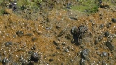 Yengeç çamurlu taşlara oturur ve yiyecek arar. Perama Köprüsü, Kerkyra, Korfu, Yunanistan 'da İyon Denizi Yıkama Dalgaları. Yüksek kalite 4k görüntü