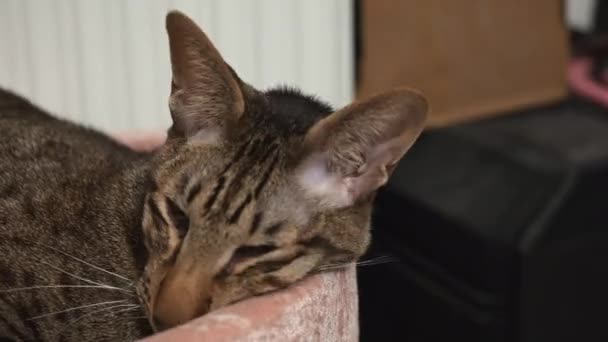 Timelapse Ριγέ Oriental Cat Κοιμάται Ροζ Κρεβάτι Γάτα Κοντά Λευκό — Αρχείο Βίντεο