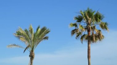 In Foreground Are Two Palm Trees, In Background Plane Flies By, Barcelona, Spain. High quality 4k footage