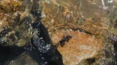 Çamurlu taşlara oturup yiyecek arayan yengeçleri yakından çek. Perama Köprüsü, Kerkyra, Korfu, Yunanistan 'da İyon Denizi Yıkama Dalgaları. Yüksek kalite 4k görüntü