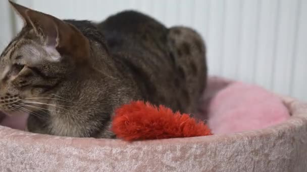 时间流逝带条纹东方猫睡在粉红猫床附近的白色散热器和温暖了起来 寒冷的冬天和温暖的猫科动物的概念 猫嘴和红毛玩具的特写 — 图库视频影像