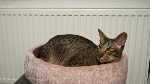 Timelapse Striped Oriental Cat Sleeps Pink Cat Bed White Radiator — Video Stock
