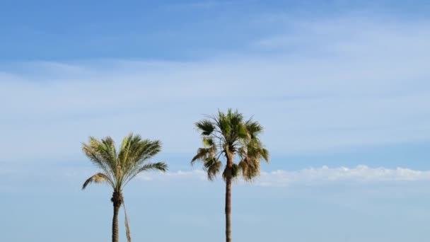 Foreground Two Palm Trees Background Plane Flies Barcelona Spain High — Stockvideo