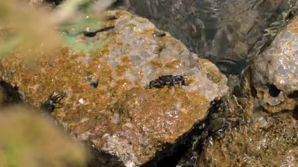 Drei Krebse Sitzen Auf Matschigen Steinen Und Suchen Nahrung Wellen — Stockvideo