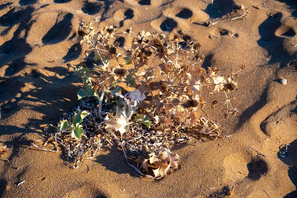 Крупный План Сухих Ветвей Посадки Мусора Песке Пляже Кунула Корфу — стоковое фото