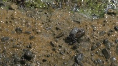 Crab Walks On Muddy Stones And Looks For Food. Waves Of Ionian Sea Wash Over The Stones Of Perama Bridge, Kerkyra, Corfu, Greece. High quality 4k footage