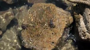 İki Yengeç Çamurlu Taşta Yürür ve yiyecek arar. Perama Köprüsü, Kerkyra, Korfu, Yunanistan 'da İyon Denizi Yıkama Dalgaları. Yüksek kalite 4k görüntü