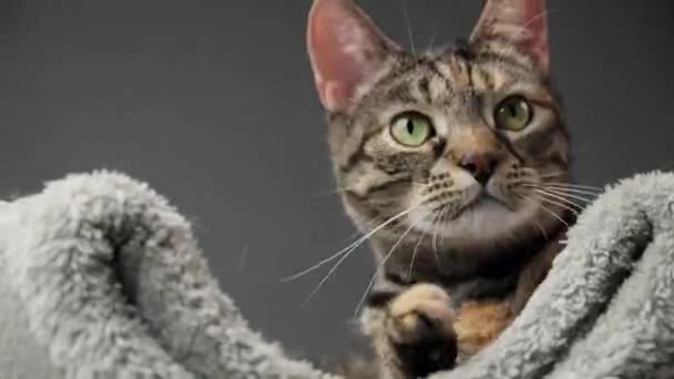 Close Timelapse Muzzle Striped Cat Who Washing Her Gray Bed — Video Stock