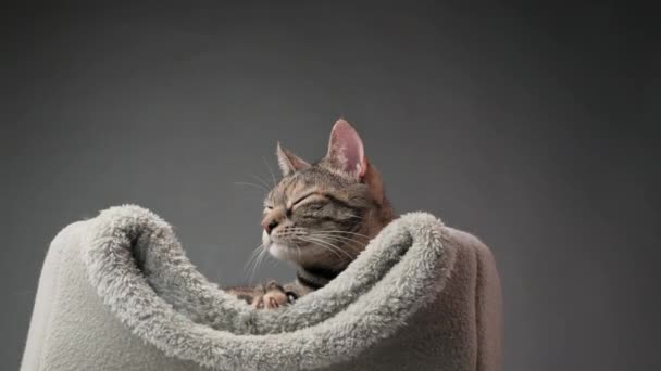 躺在灰床里 四处张望 嗅嗅嗅的禁忌猫的嘴的特写 另一只东方猫从后面靠近 高质量的4K镜头 — 图库视频影像
