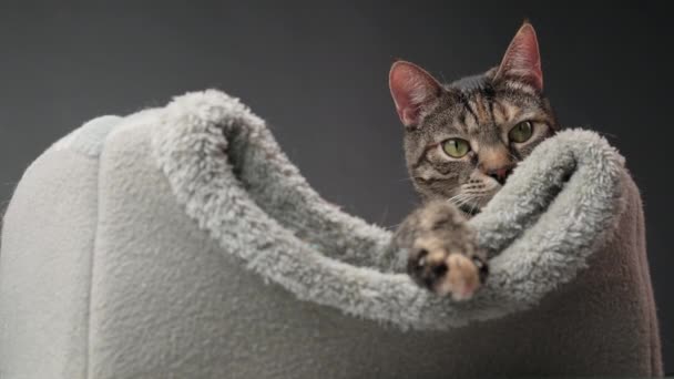 Close Muzzle Tabby Cat Who Lying Her Gray Bed Lazily — Vídeo de Stock