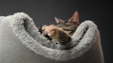 Close-Up Timelapse Of Muzzle Of Tabby Cat Who Is Lying In Her Gray Bed, Looking Around and Sniffing. . High quality 4k footage