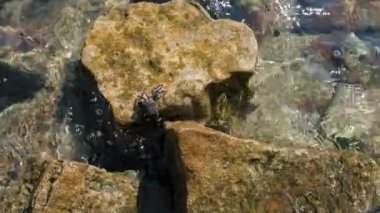 Yengeç çamurlu taşlara oturur ve yiyecek arar. Perama Köprüsü, Kerkyra, Korfu, Yunanistan 'da İyon Denizi Yıkama Dalgaları. Yüksek kalite 4k görüntü