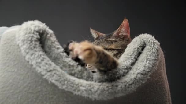 Close Timelapse Fang Tabby Cat Die Ihrem Grauen Bett Liegt — Stockvideo
