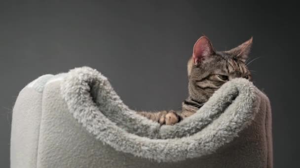 Nahaufnahme Der Schnauze Einer Gestromten Katze Die Ihrem Grauen Bett — Stockvideo