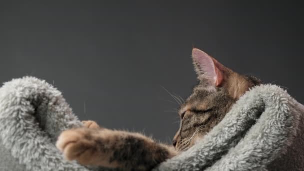 Close Focinho Gato Tabby Que Está Deitado Sua Cama Cinza — Vídeo de Stock