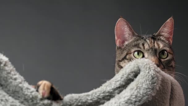 Nahaufnahme Der Schnauze Von Tabby Cat Die Ihrem Grauen Bett — Stockvideo