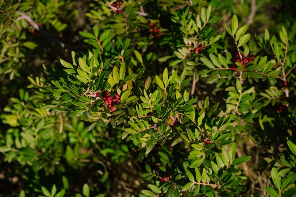 Summer Screensaver Red Berries Background Green Leaves Bushes Berries Dalam — Stok Foto