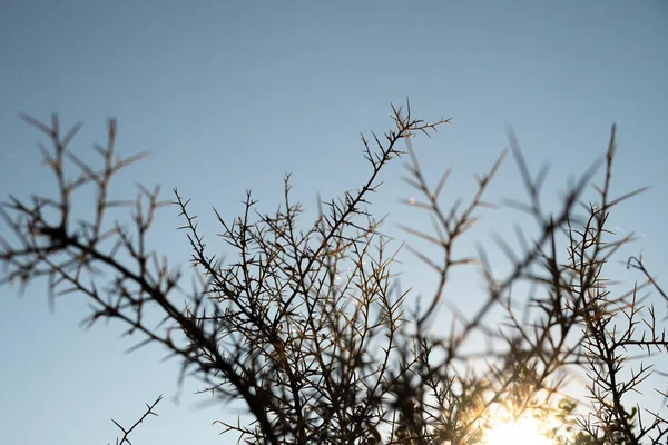 Screensaver Frame Thorns Clear Blue Sky Background Illuminated Sunset High — Stock Photo, Image