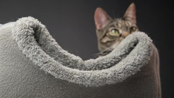 Zeitraffer Der Schnauze Von Tabby Cat Die Ihrem Grauen Bett — Stockvideo