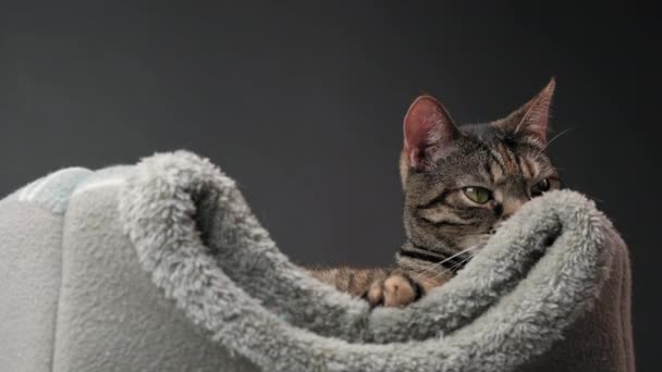 Close Muzzle Tabby Cat Who Lying Her Gray Bed Looking — Stok Video