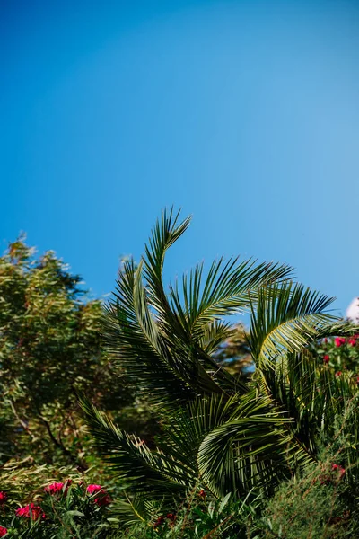 Palms Tops Background Other Trees Blue Sky Moraitika Corfu Greece — стоковое фото