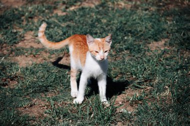 Küçük Yunan Evsiz Beyaz Kedi Uzağa Bakıyor. Moraitika, Korfu. Yüksek kalite fotoğraf