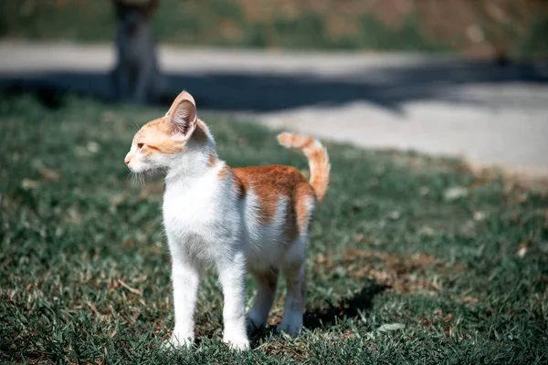 小さなギリシャ人のホームレスの白い赤い子猫の距離を調べる モライティカ コーフ 高品質の写真 — ストック写真