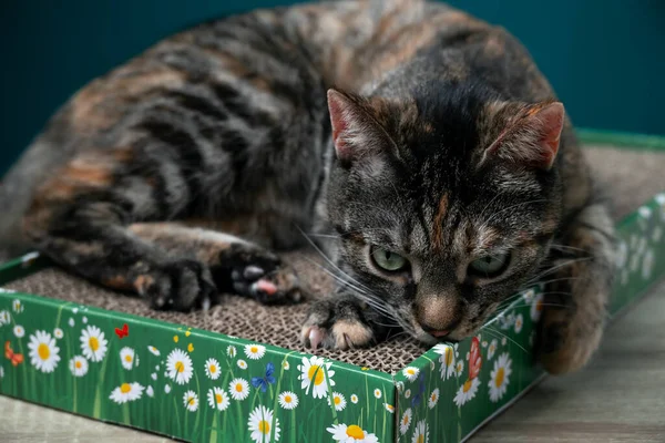Tabby Cat Leží Podlaze Cat Scratcher Lepenky Antistresová Pro Kočky — Stock fotografie
