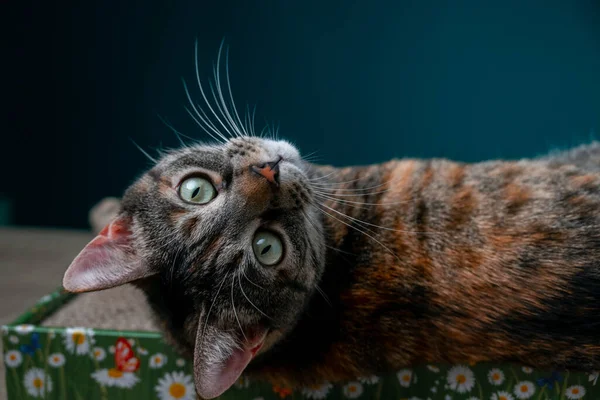 Tabby Cat Leží Podlaze Cat Scratcher Lepenky Antistresová Pro Kočky — Stock fotografie