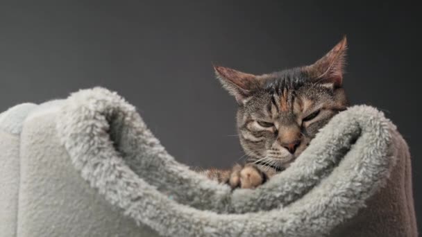 Close Muzzle Tabby Cat Who Lying Her Gray Bed Lazily — Stock Video